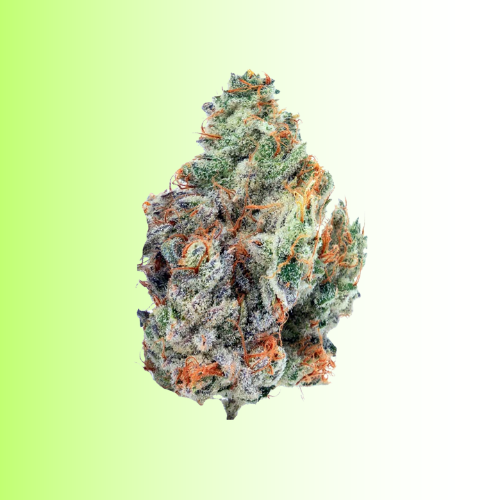 Close-up of a cannabis bud with orange trichomes on a gradient green and white background